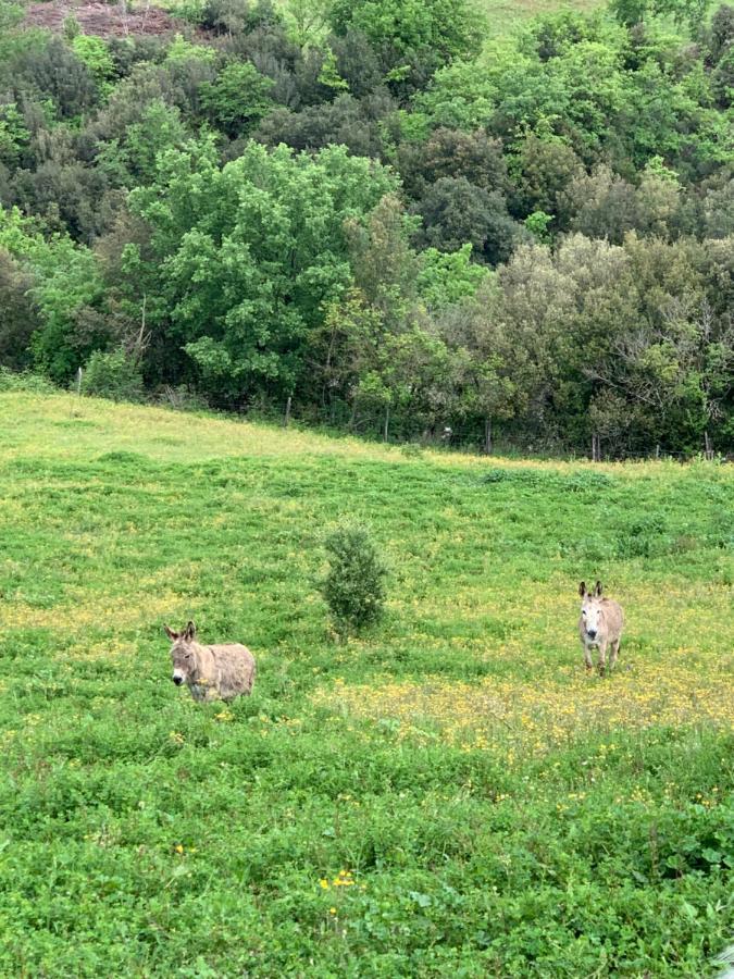Podere Le Mulina Castiglione dʼOrcia Eksteriør billede